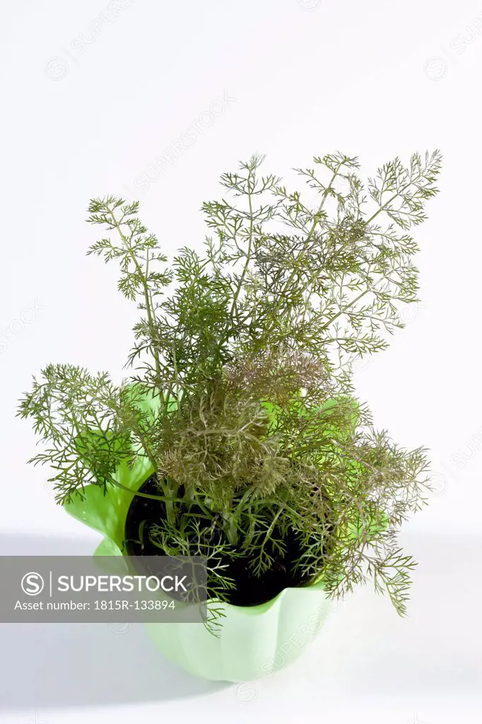 Potted plant of sweet fennel on white background, close up