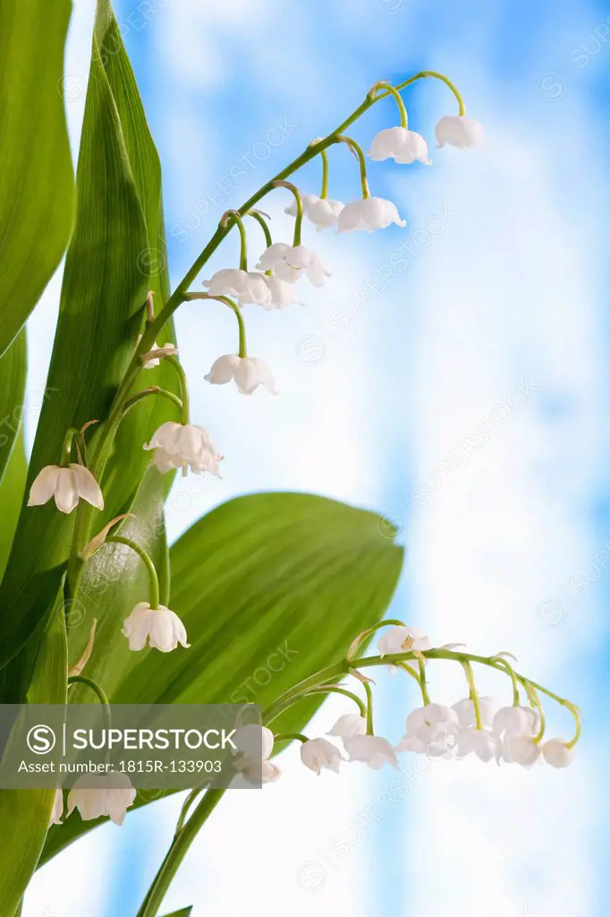 Lily of valley flowers, close up