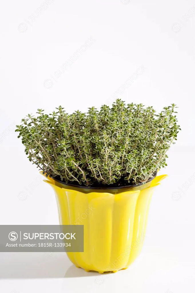 Potted plant of lemon thyme on white background, close up