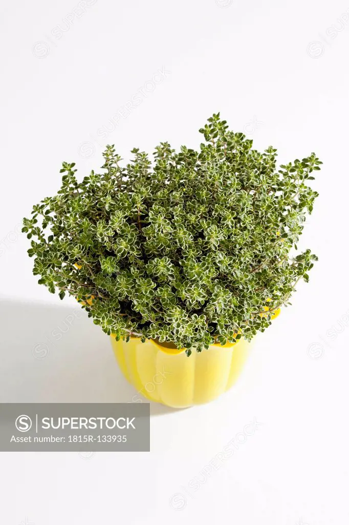 Potted plant of lemon thyme on white background, close up