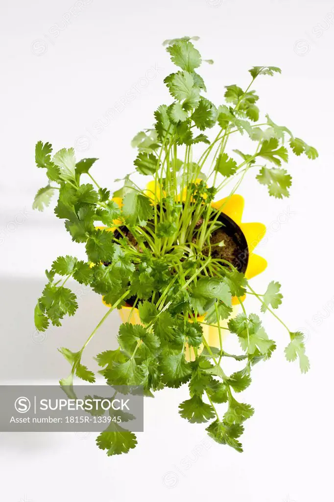 Potted plant of coriander herb on white background, close up