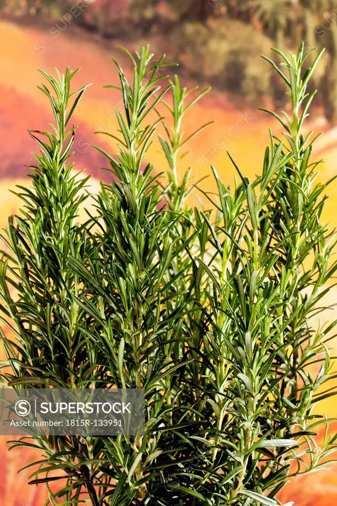 Rosemary herb, close up