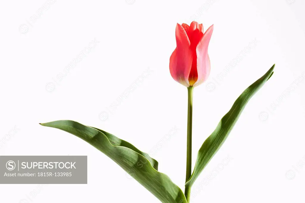 Red tulip against white background, close up