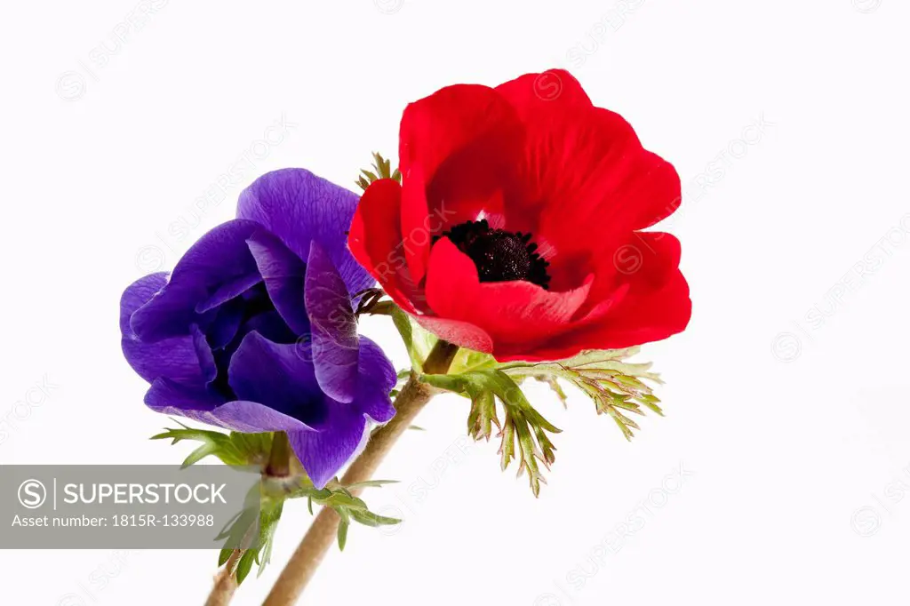 Red and blue anemones flowers against white background, close up