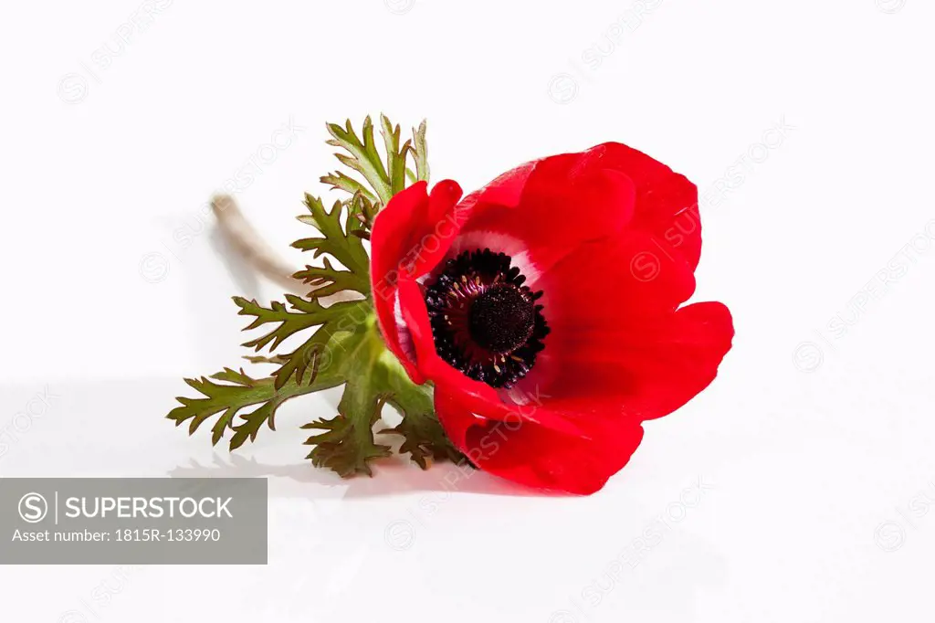 Red Anemone flower on white background, close up