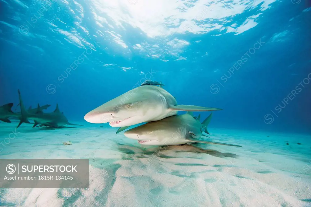 Bahamas, Lemon sharks in Atlantic ocean
