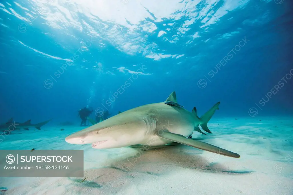 Bahamas, Lemon shark in Atlantic ocean