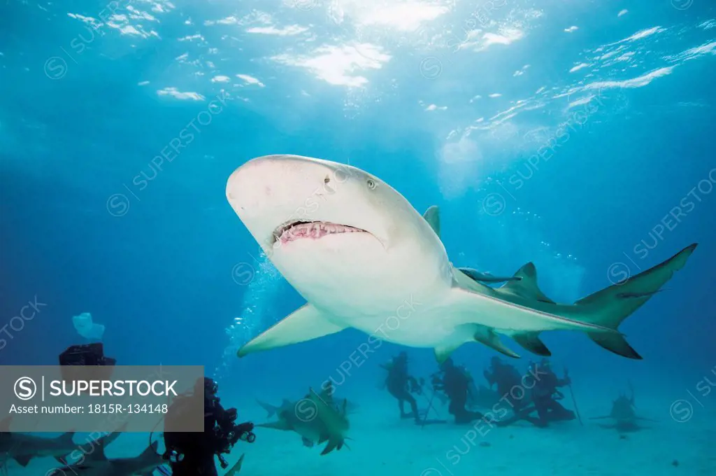 Bahamas, Divers discovering with atlantic lemon shark