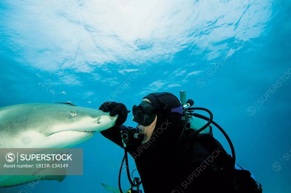 Bahamas, Diver playing with atlantic lemon shark