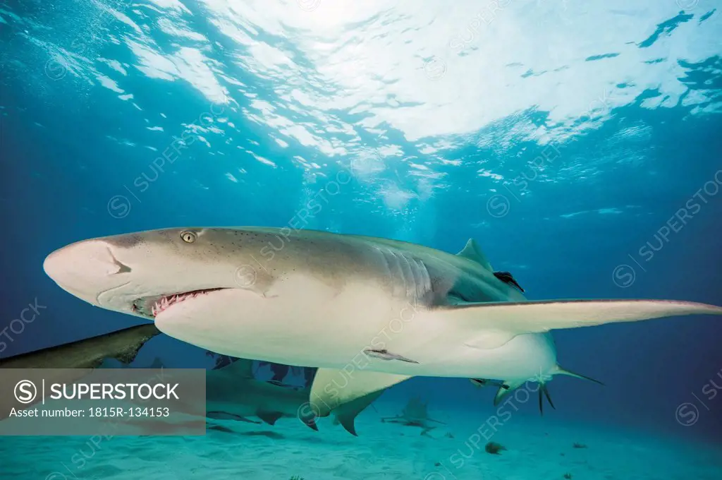 Bahamas, Lemon sharks in Atlantic ocean