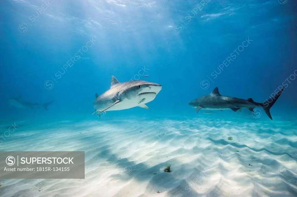 Bahamas, Tiger sharks at Bahama Bank
