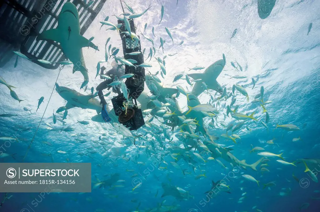Bahamas, Diver in between Lemon sharks at Bahana bank