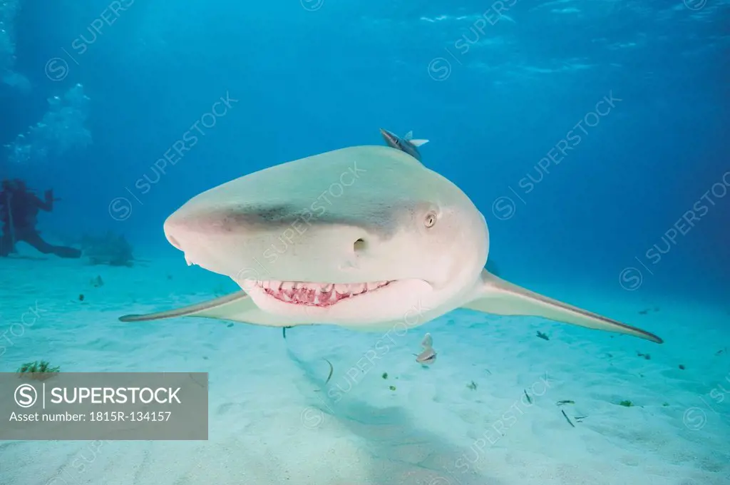 Bahamas, Lemon shark in Atlantic ocean