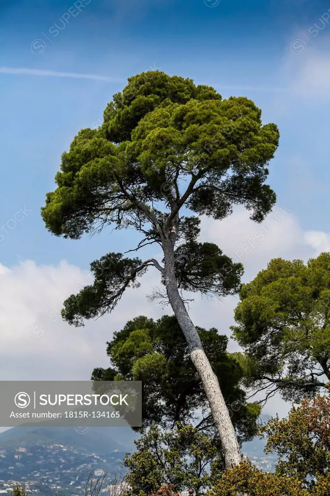 France, Nice, View of Aleppo pine tree
