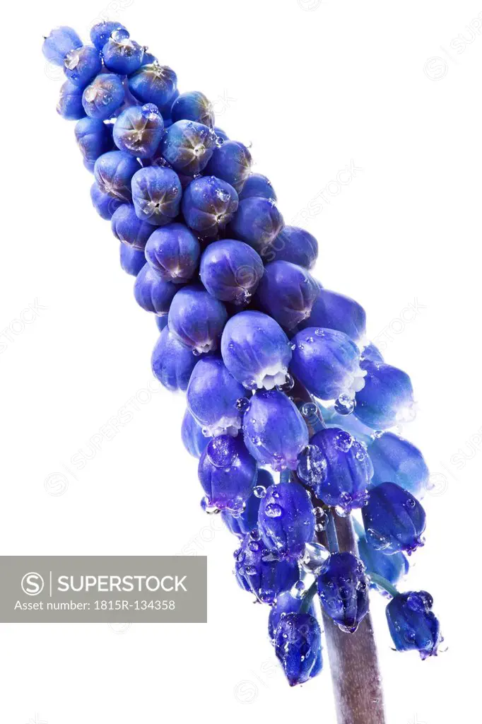 Grape hyacinth flower against white background, close up