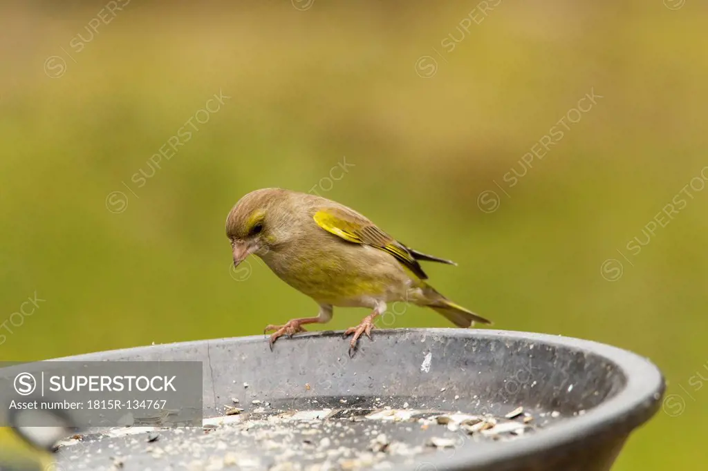Germany, Hesse, Greenfinch perching on bird feeder