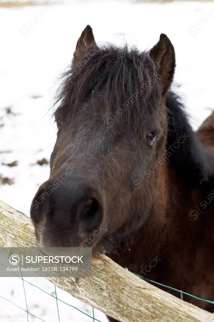 Germany, Shetland pony at fence during winter