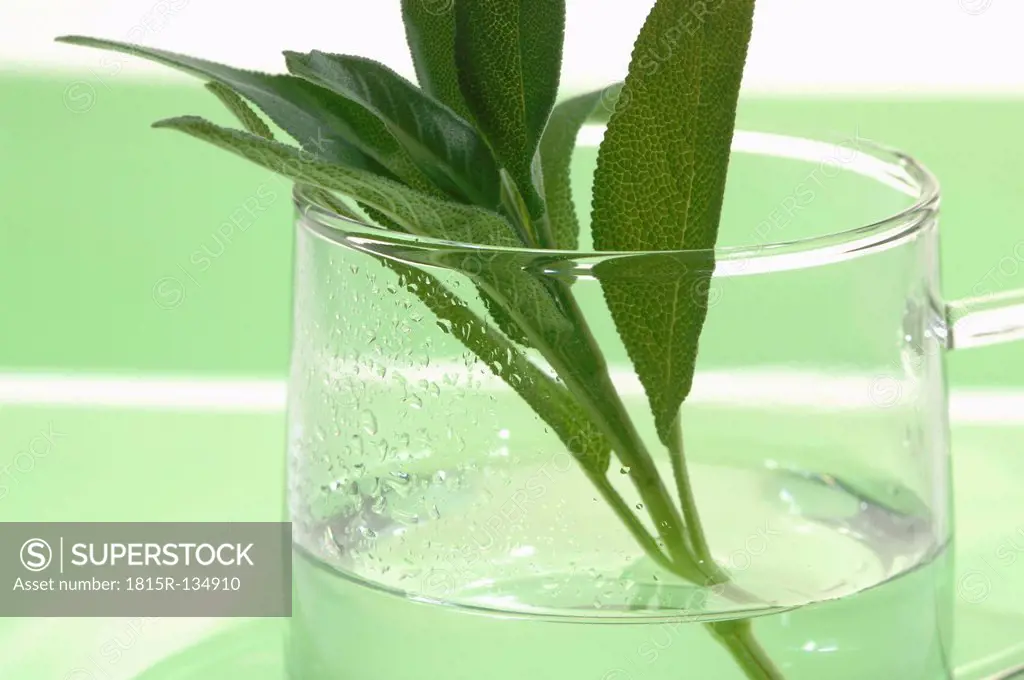 Glass of sage tea with sage leaves, close up