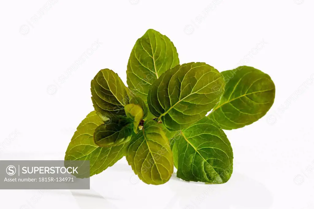 Mentha Piperita on white background, close up
