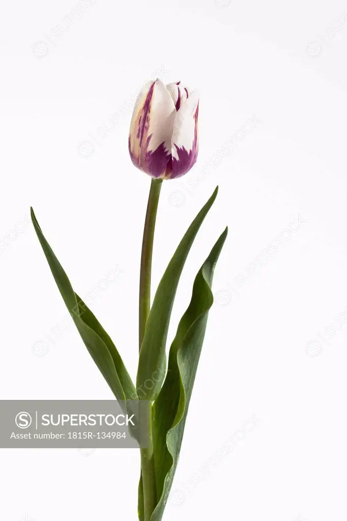 Red and white tulip flower against white background, close up