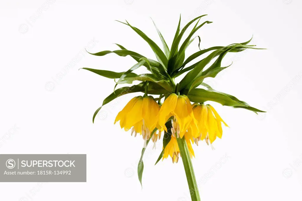Crown imperial flower against white background, close up