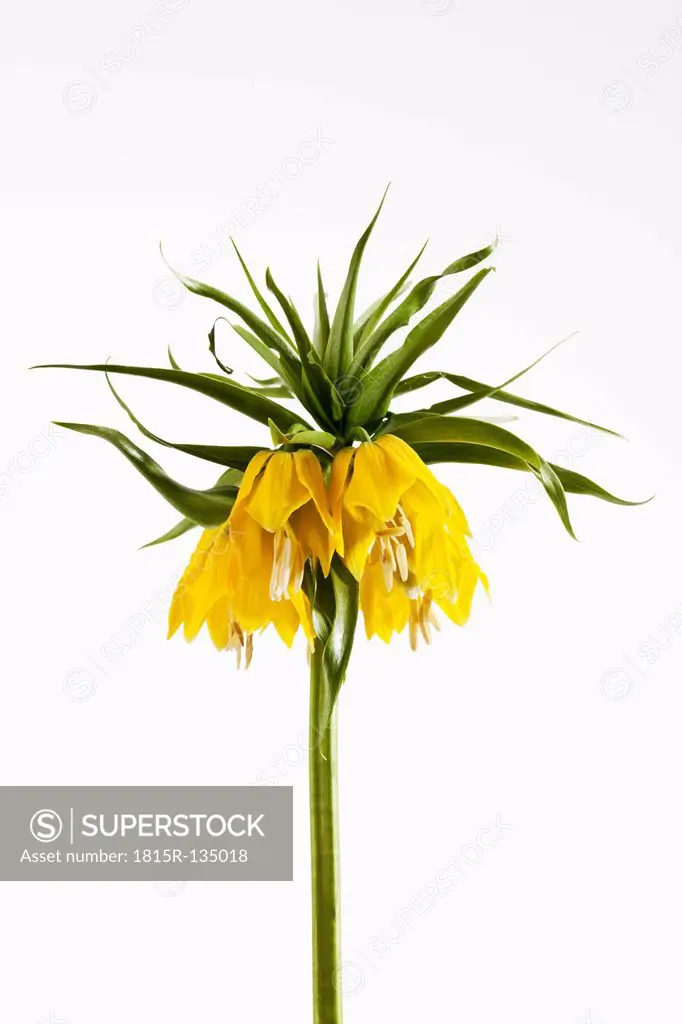 Crown imperial flowers against white background, close up