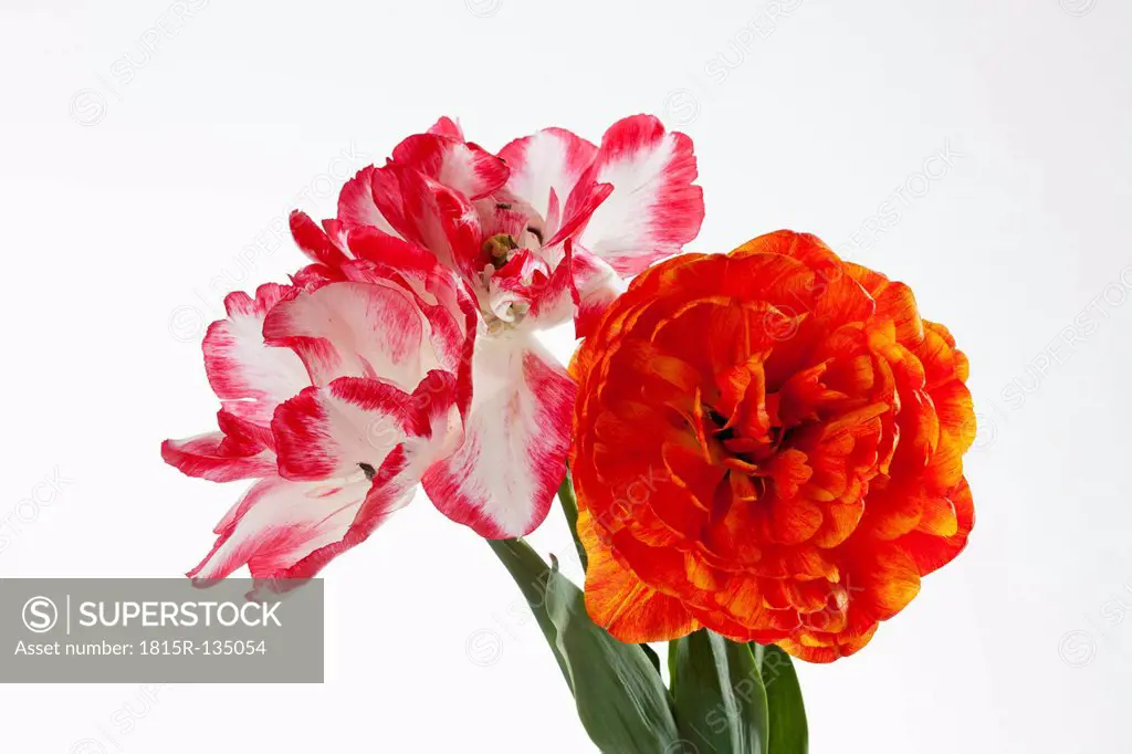 Red and orange tulip flowers against white background, close up