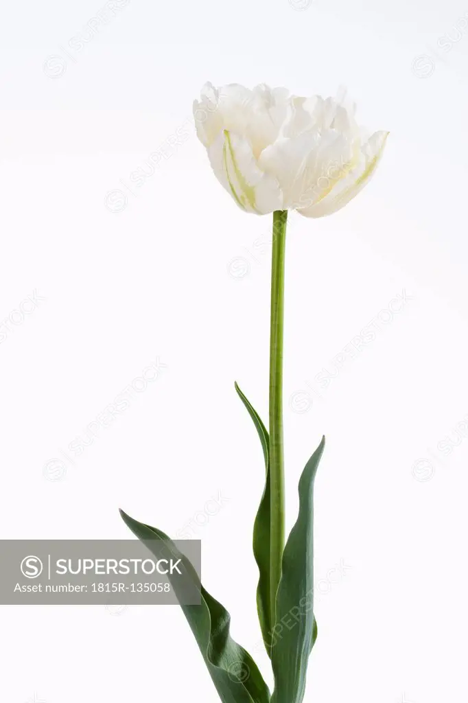 White tulip flower against white background, close up