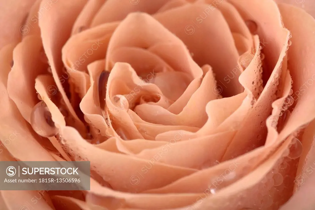 Cappuccino rose, close up