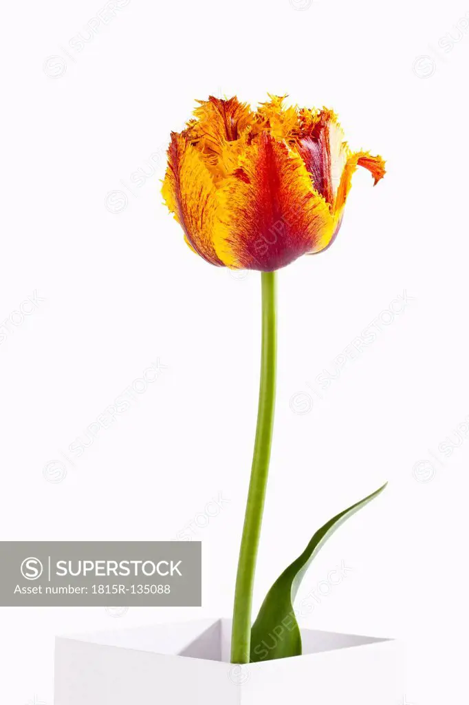 Potted plant of orange fringed tulip flower against white background, close up