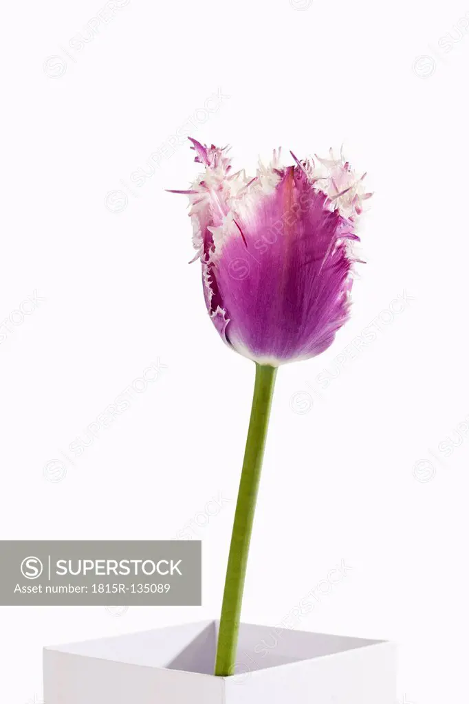 Potted plant of violet fringed tulip flower against white background, close up
