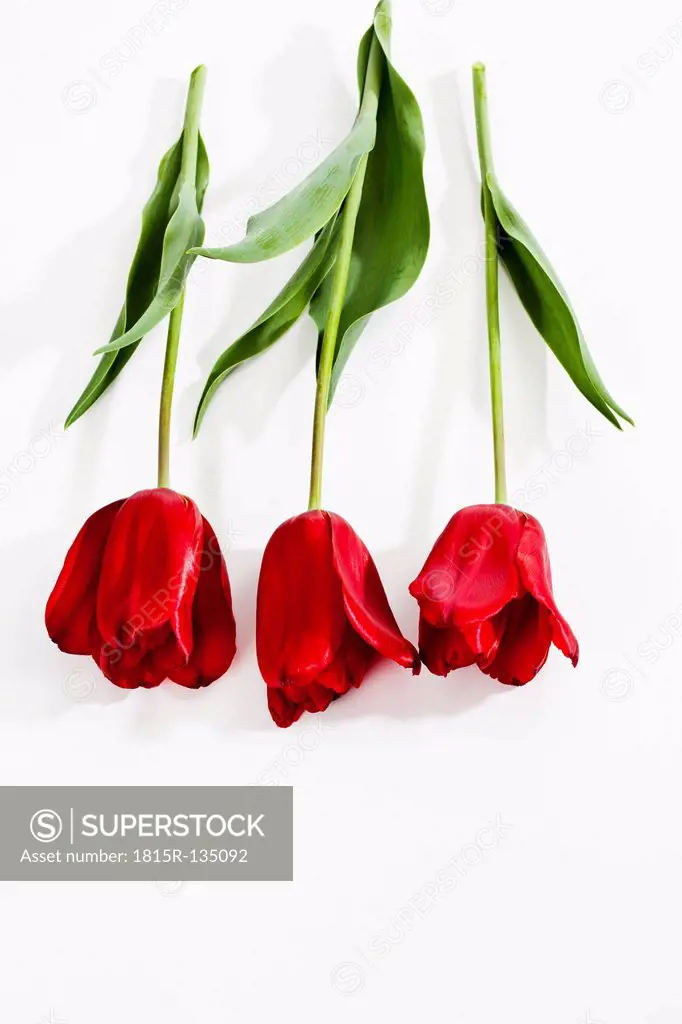 Red tulip flowers on white background, close up