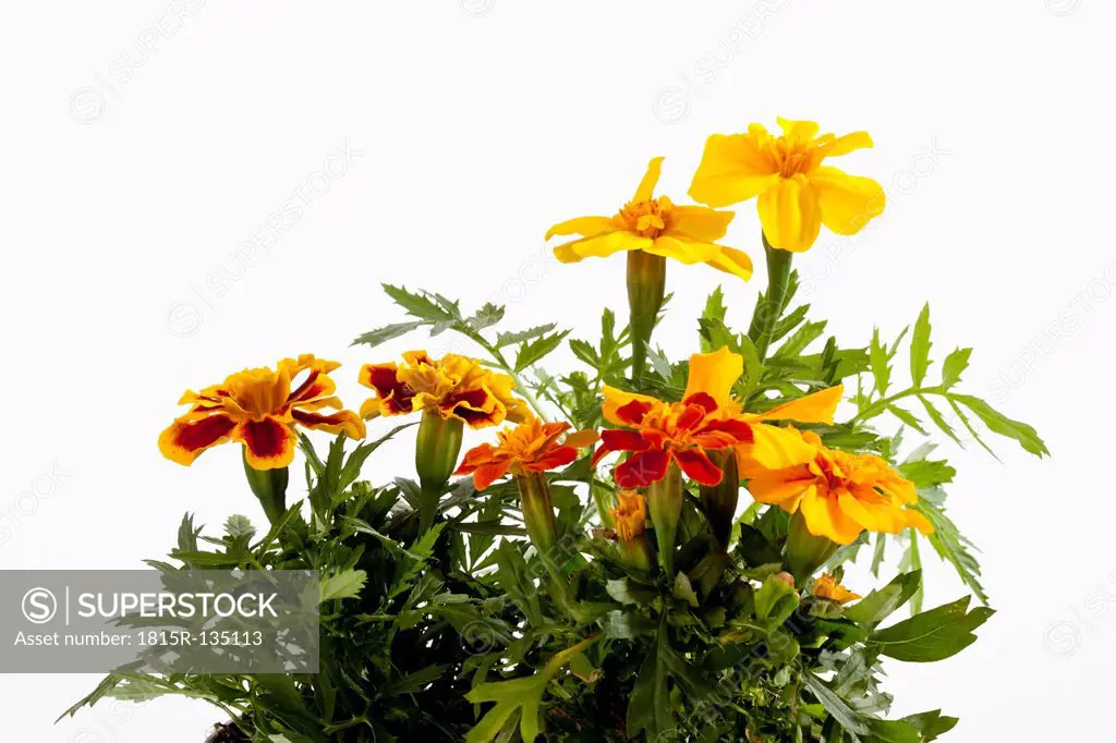 Marigold flower plant against white background, close up