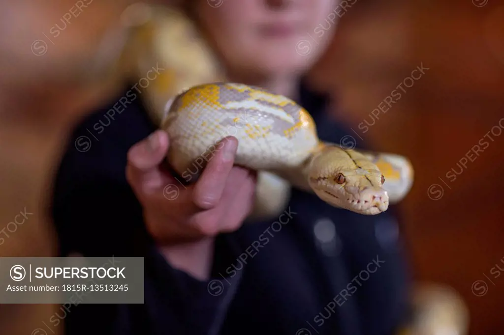 Woman holding an albino python snake