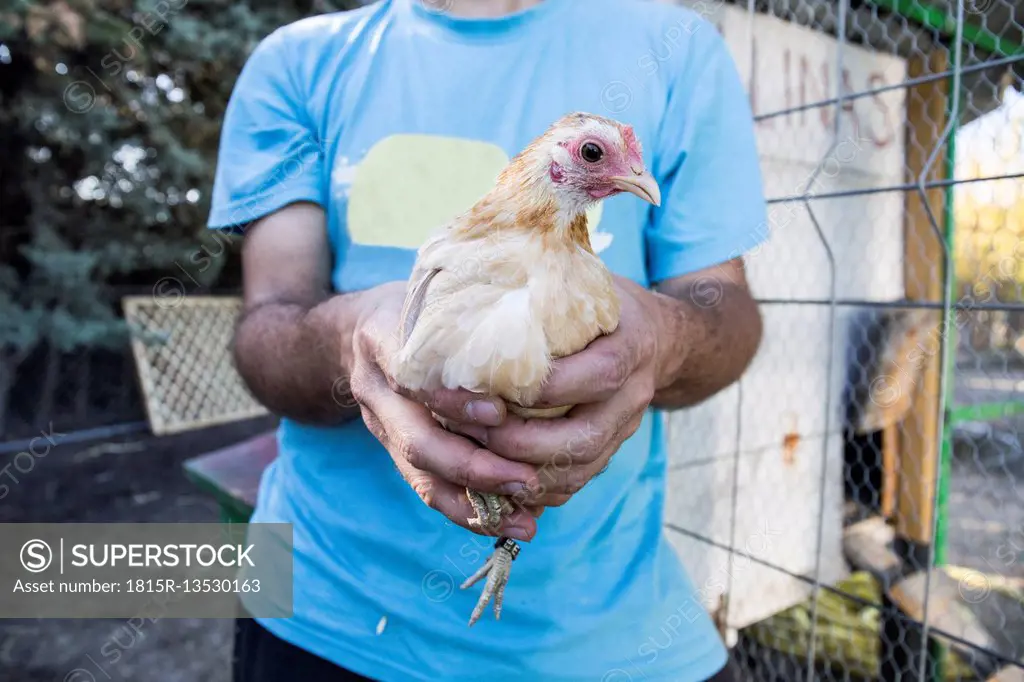 Hands of a man holding a chicken on a farm