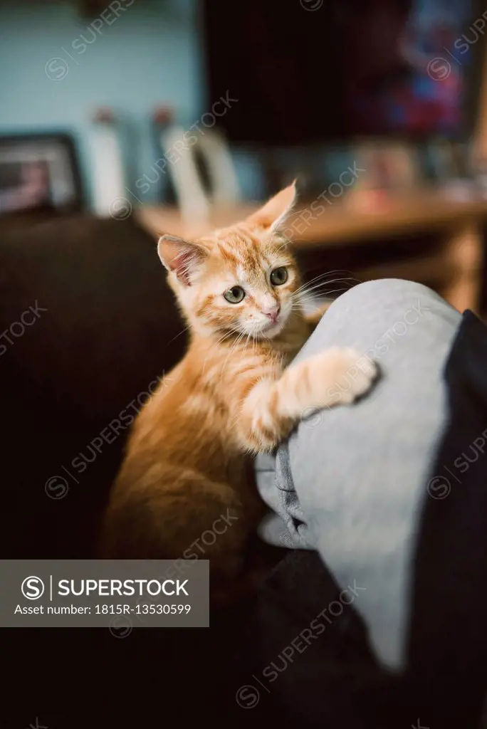 Cat playing with the leg of owner