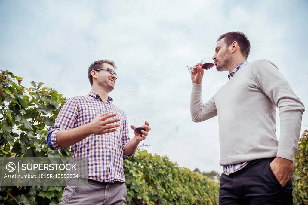 Two men in a vineyard drinking red wine