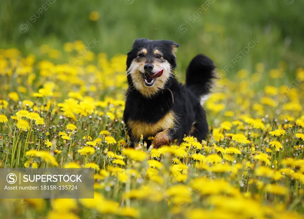 Germany, Baden Wuerttemberg, Dog running in meadow