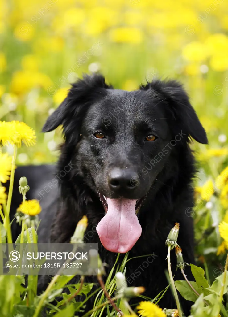 Germany, Baden Wuerttemberg, Dog standing in meadow, close up
