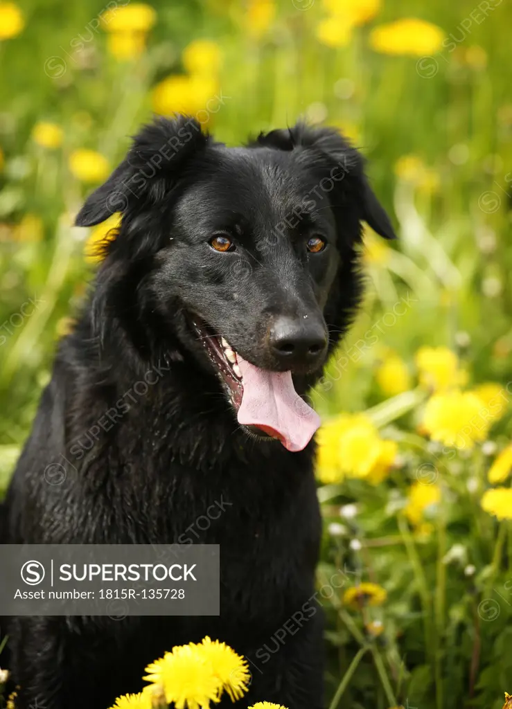 Germany, Baden Wuerttemberg, Dog sitting in meadow, close up
