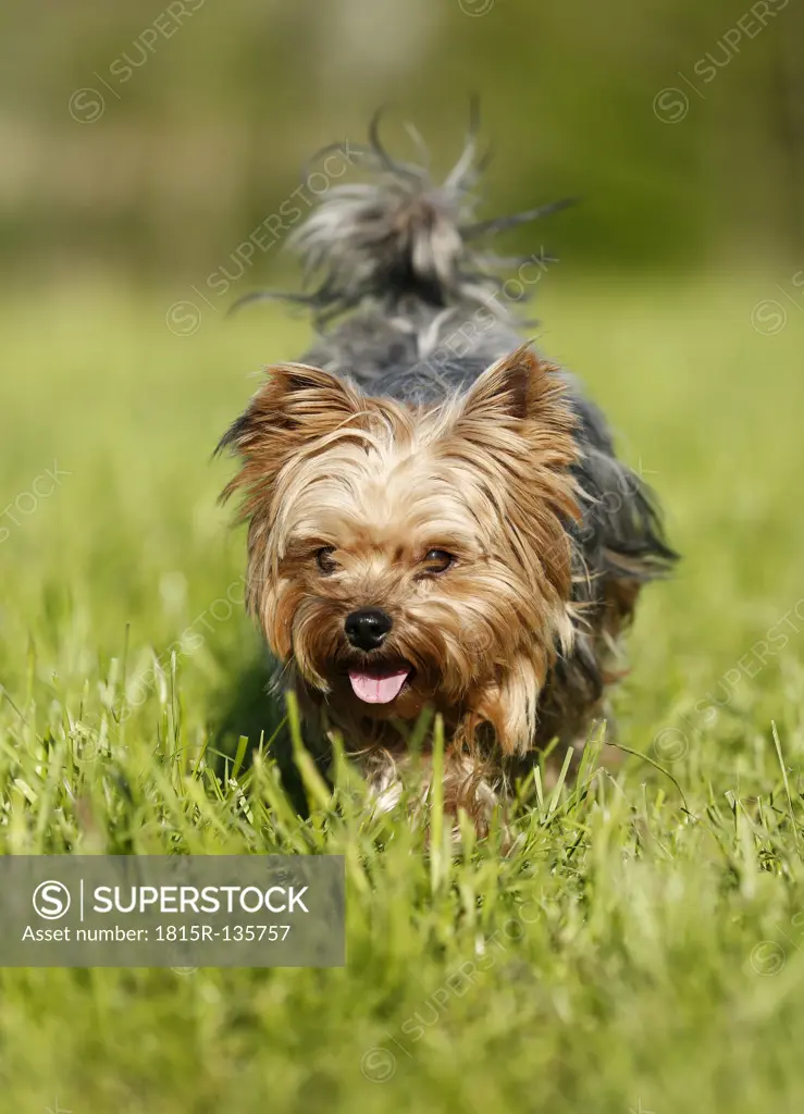 Germany, Baden Wuerttemberg, Yorkshire Terrier dog running on grass