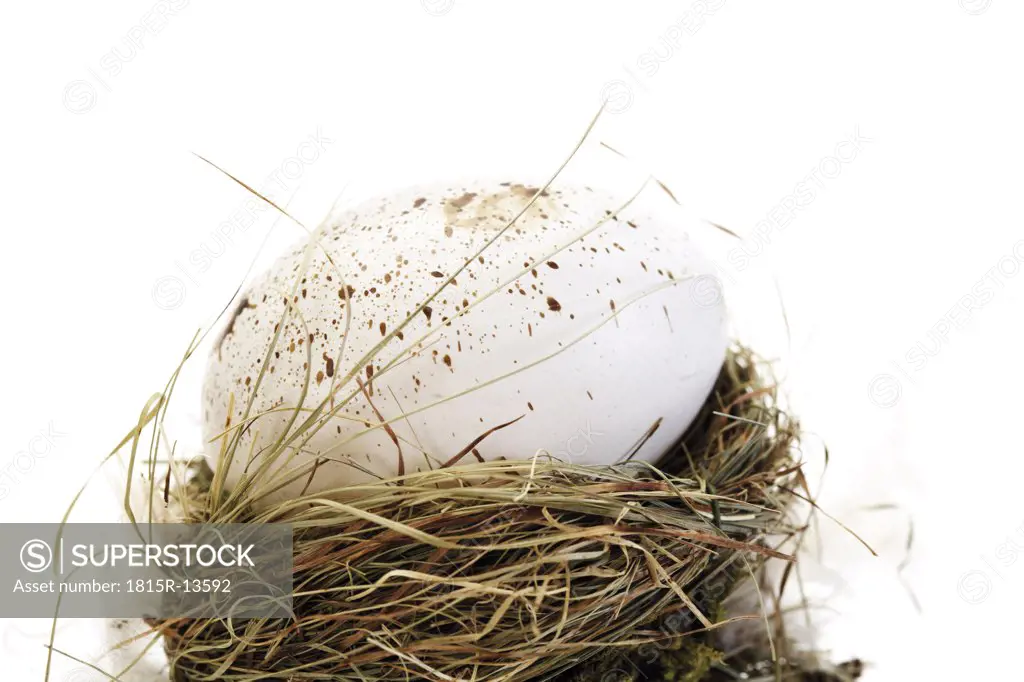Egg in nest, close-up