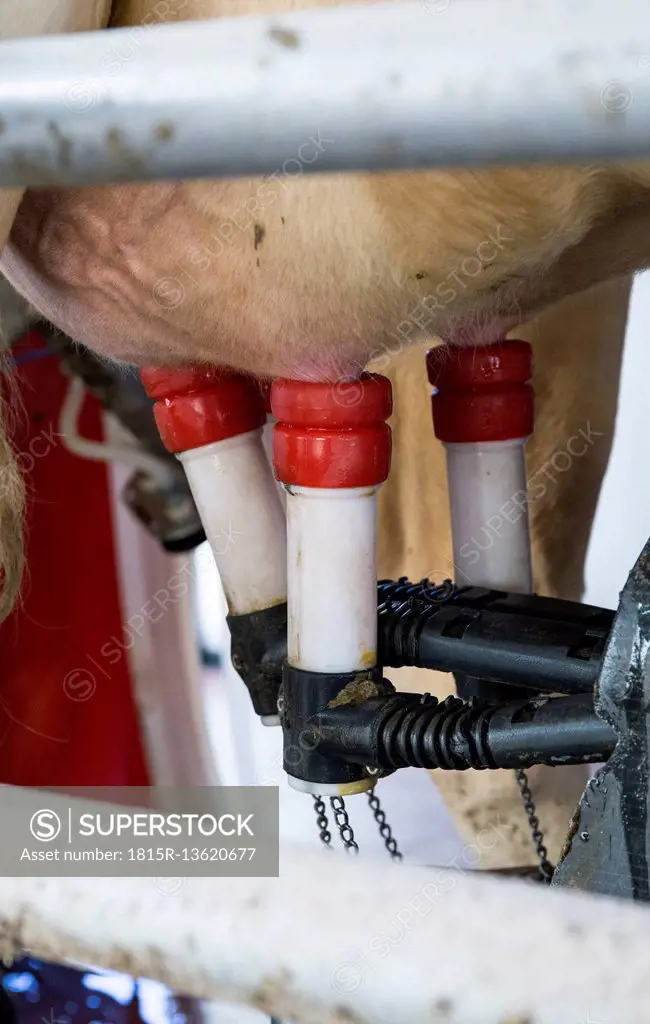 Automatic cow milking machine