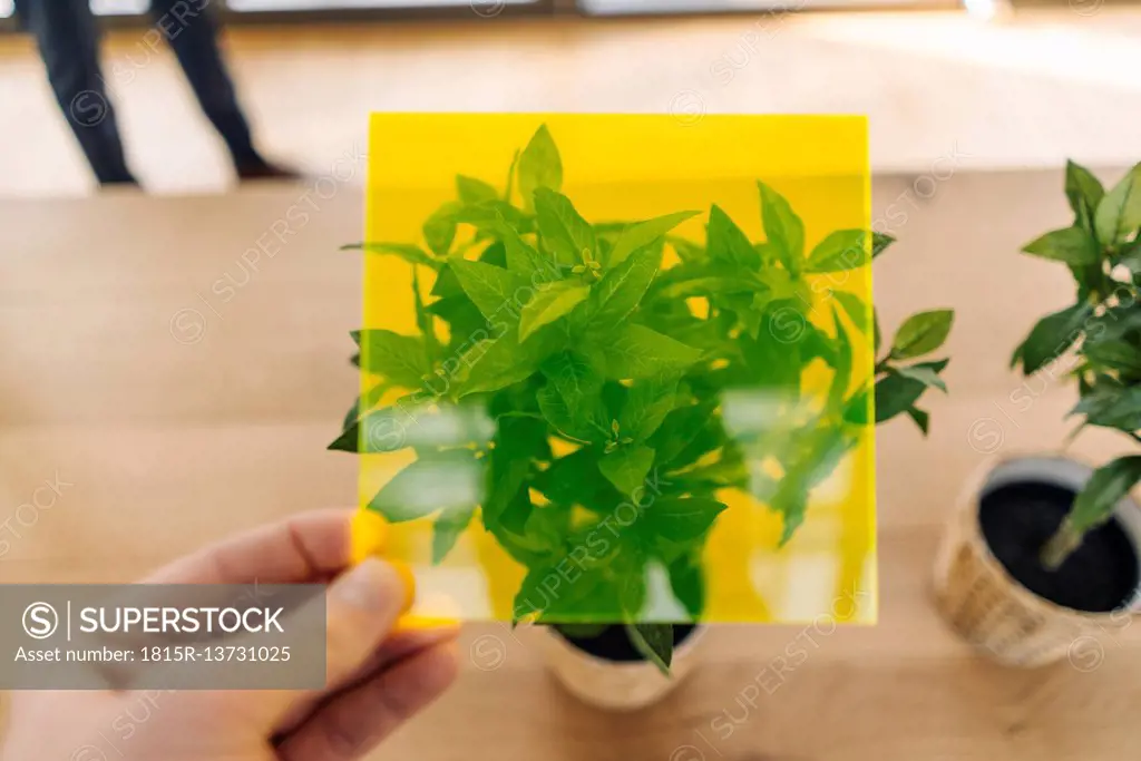 Hand holding toned glass in front of potted plant