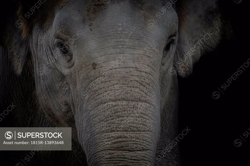 Portrait of Asian Elephant in front of black background