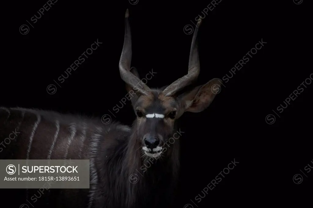 Portrait of Nyala in front of black background