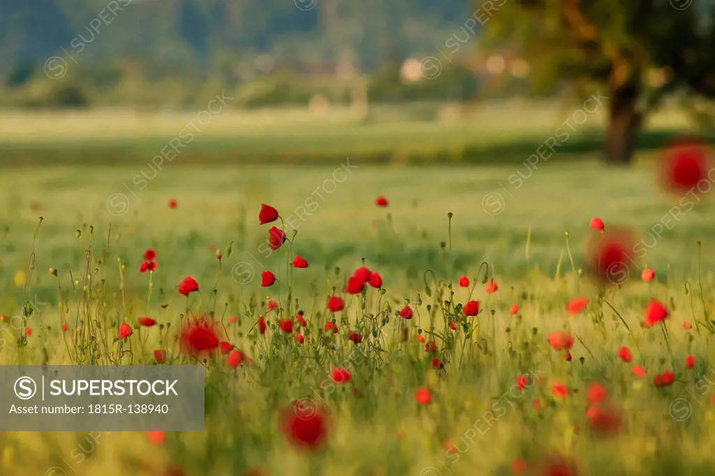 Germany, Baden Wuerttemberg, View of poppies in field