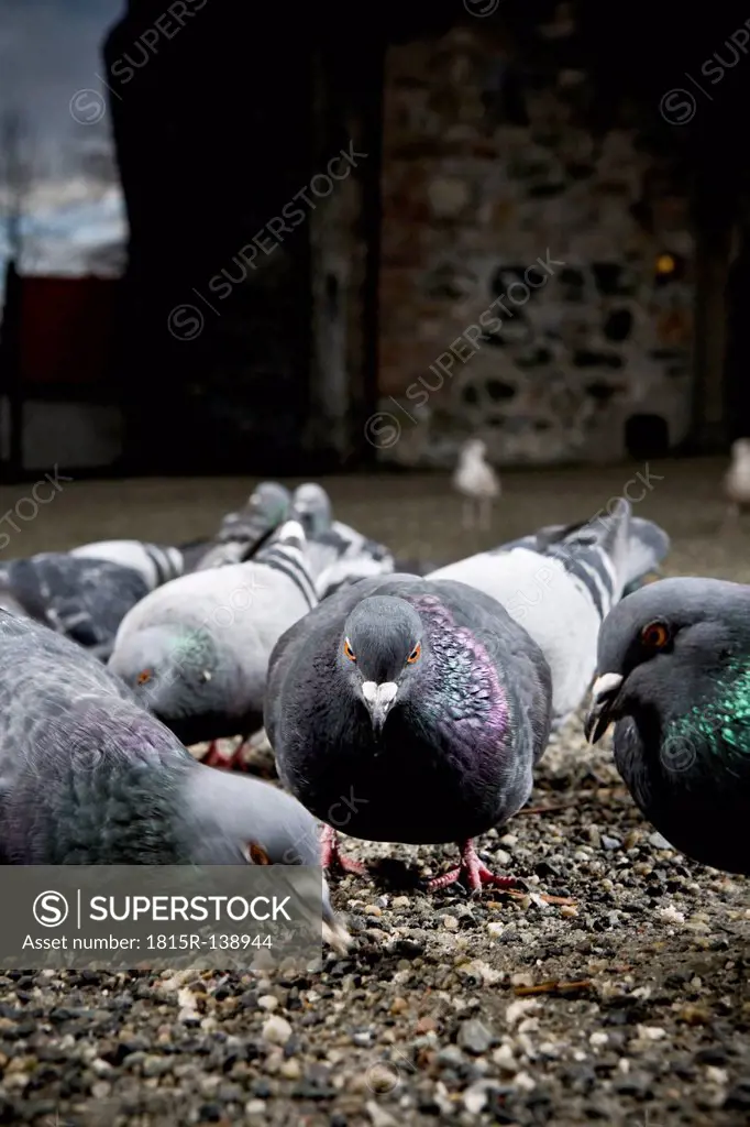 Norway, Trondheim, Pigeons