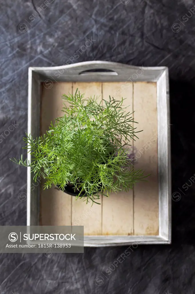 Cola herb on tray, close up