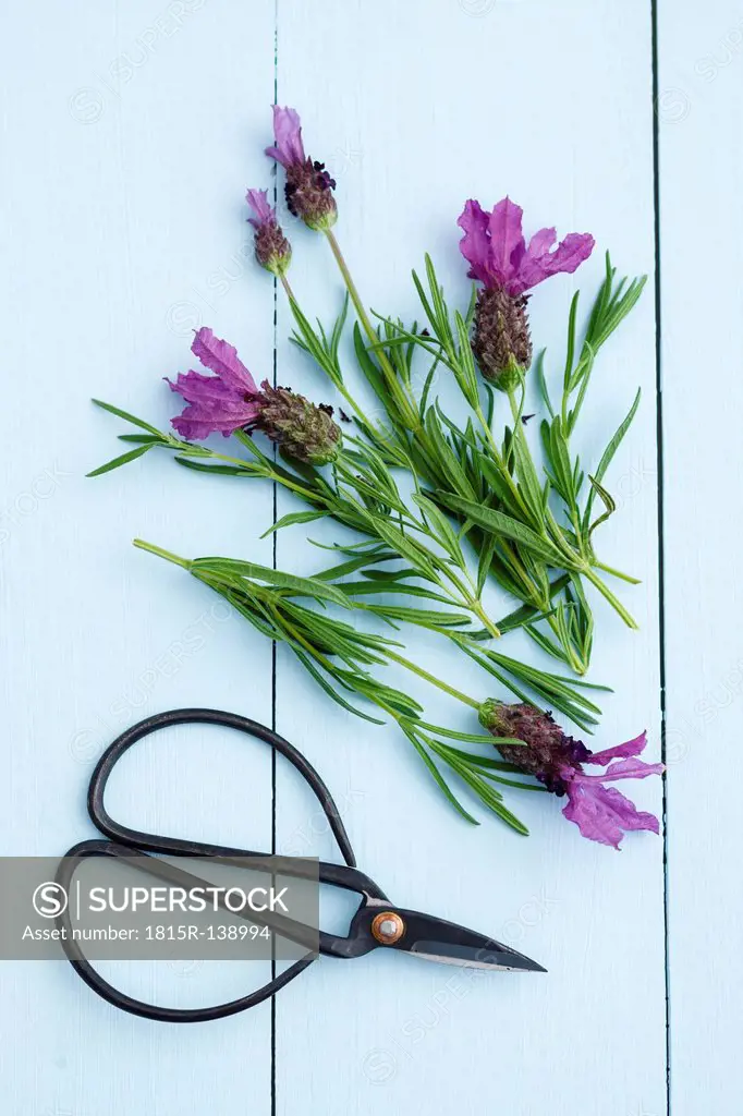 Fresh lavender flowers with scissorrs on wooden table, close up